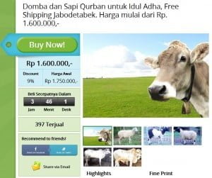 groupon jual sapi